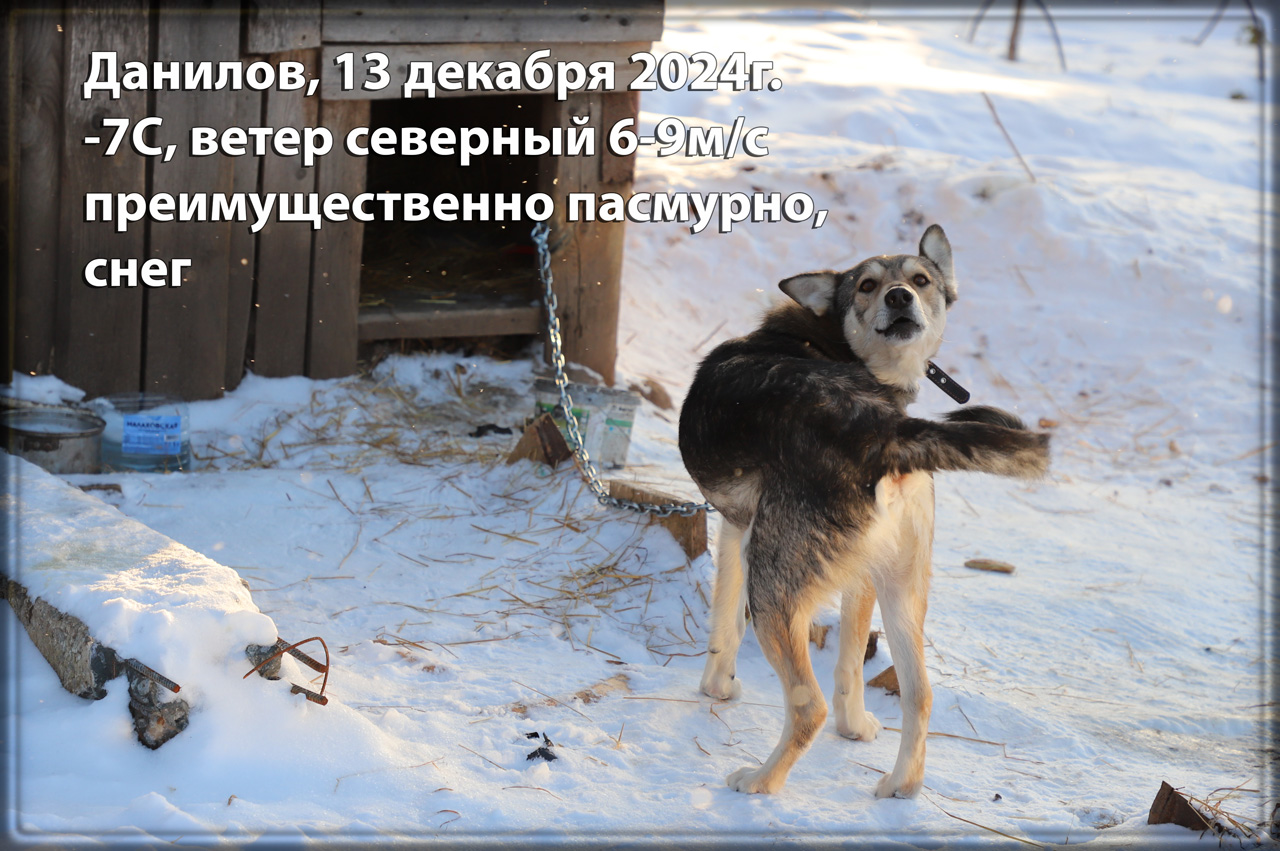 Данилов-24-12-13.jpg